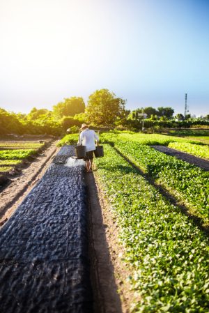 farmer-is-watering-farm